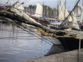 Le renard 18082003 001 * Vieux grements prsents pour la fte des chants marins * 2048 x 1536 * (715KB)